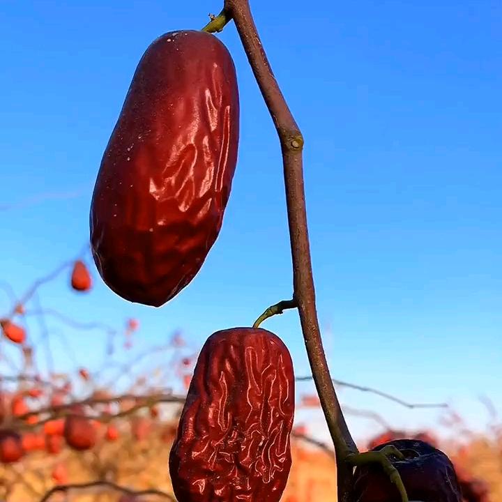 新疆大枣