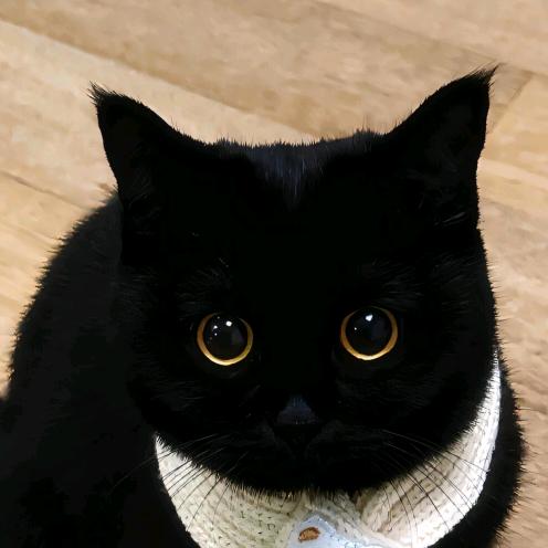 六一警长🐱