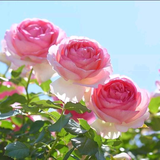 💖星辰入梦❣️