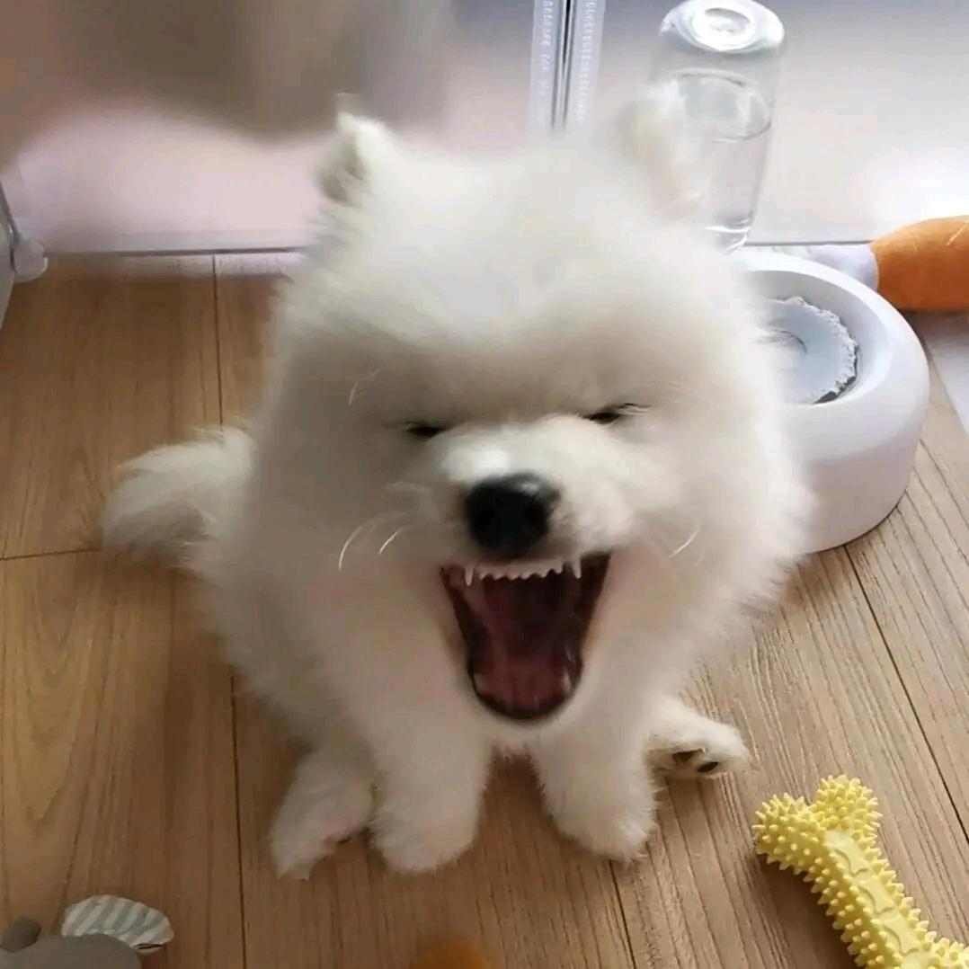 小猪包