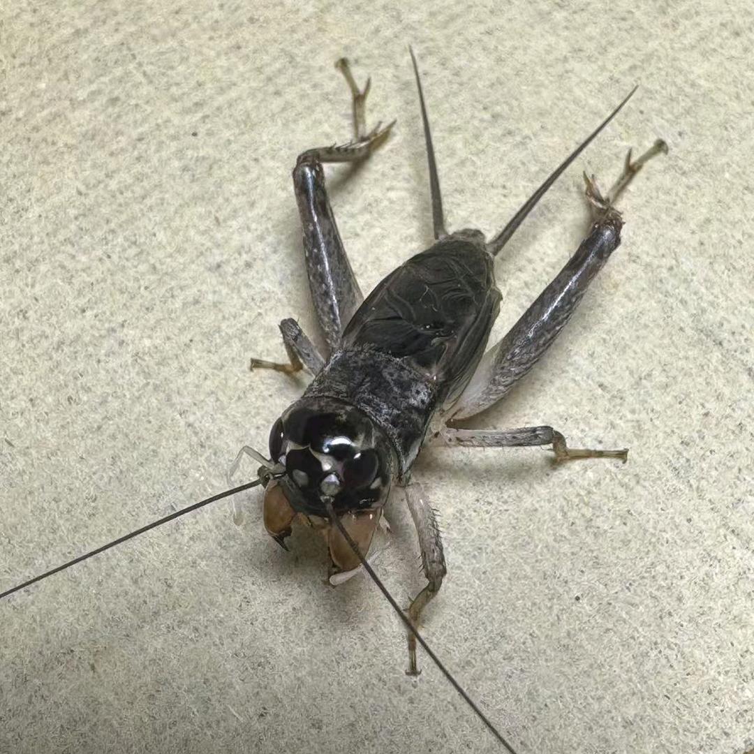 曲阜野生蟋蟀撬子手