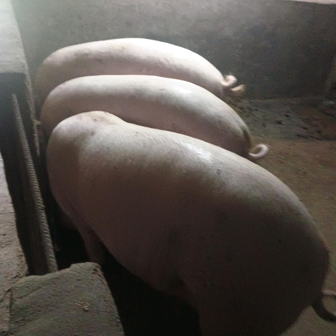 一毛不拨，只有金条