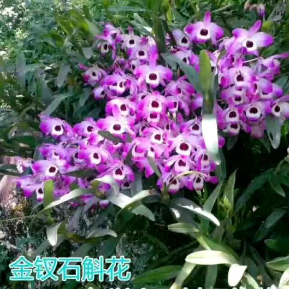 德哥，农村土特产