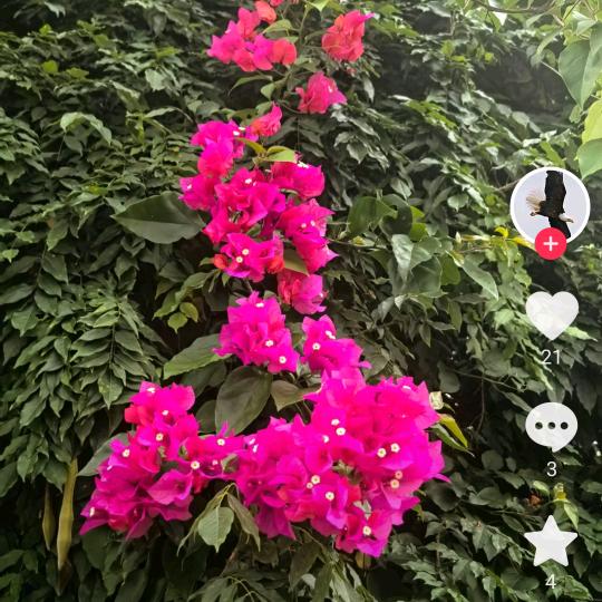 青青草