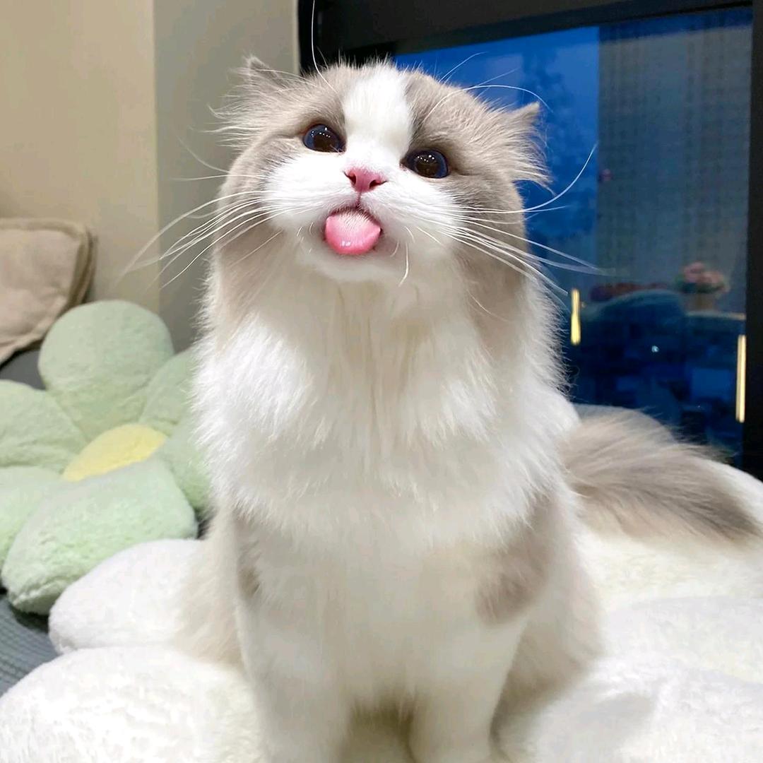 🐍🚞🚃🚃🚃🐍蛇年轉運發大財！