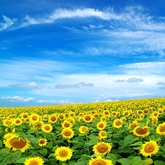 一身正气王经理