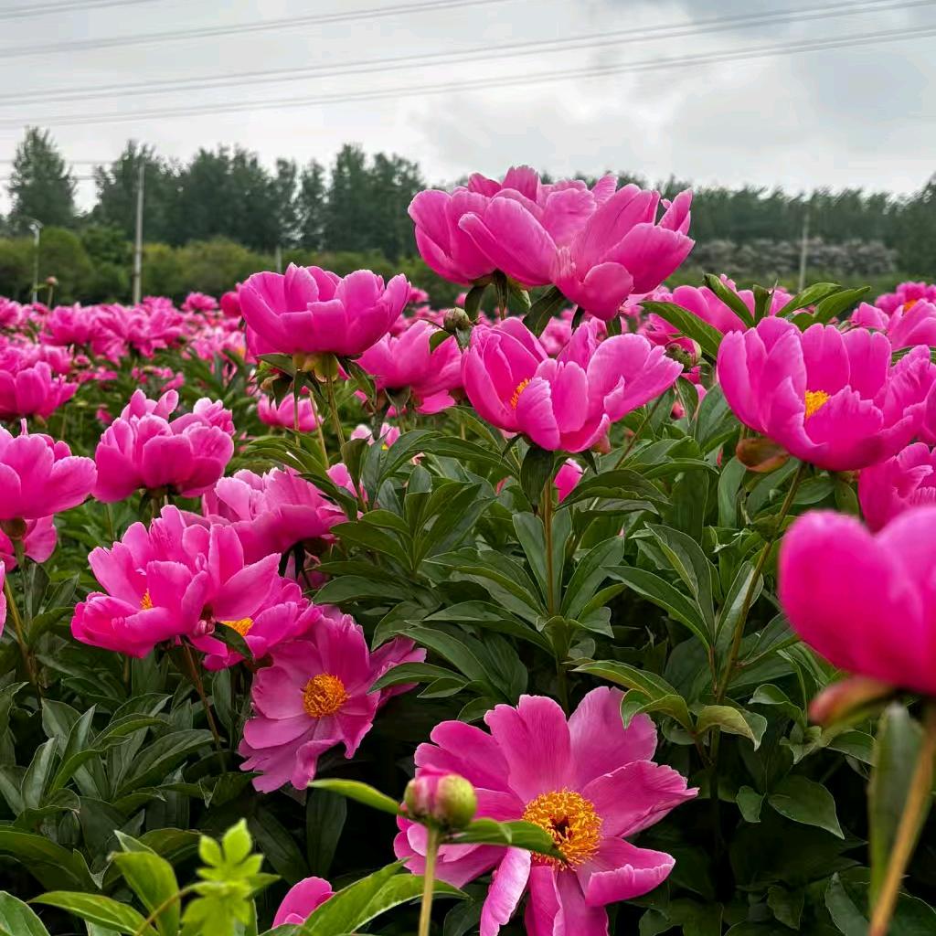 亳州中药材种植回收 小岳