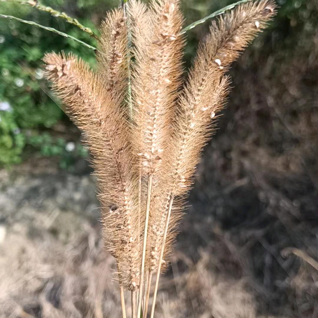 小zhong