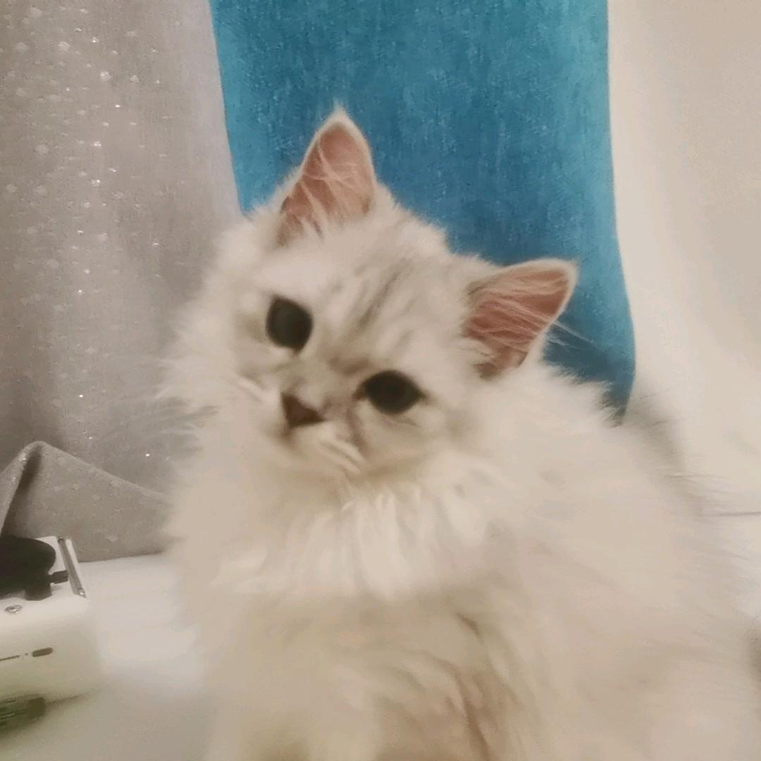 清纯小野猫💗💗