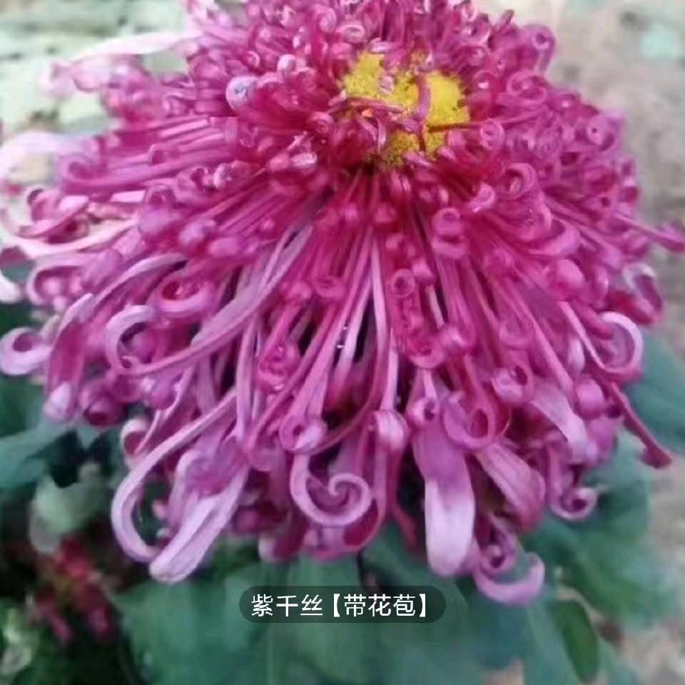 潇洒一生