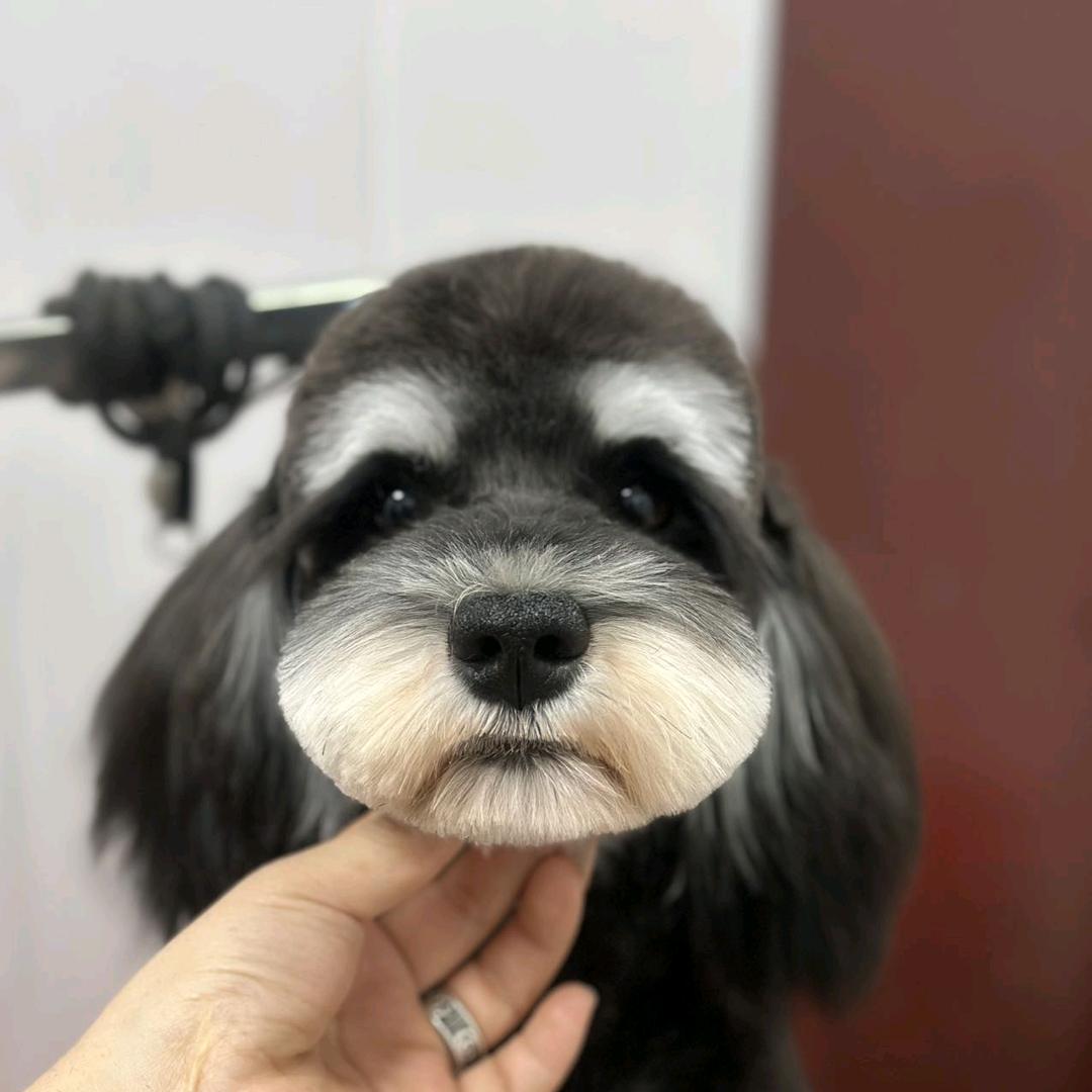 果冻伏特加