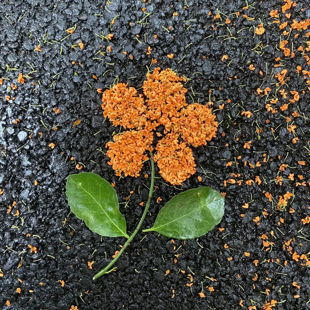 张秋香金大福(多又好春天百货店)