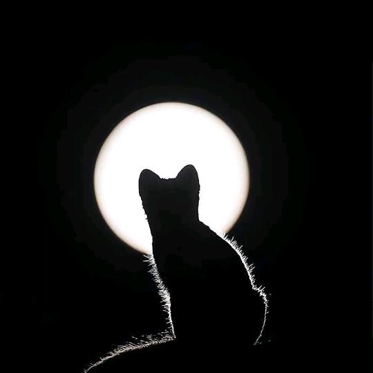 一只情绪猫😽