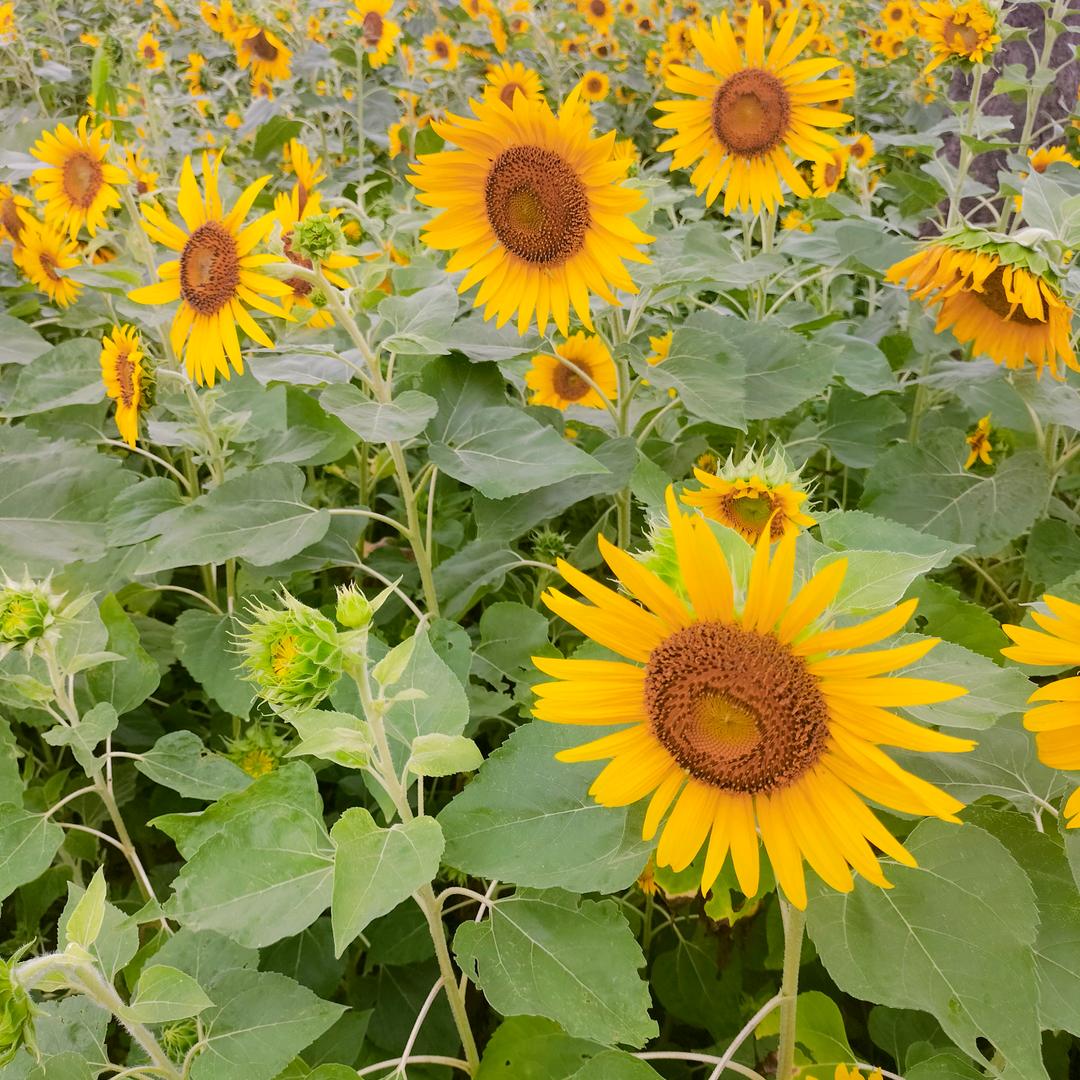 艾特洋洋🌻