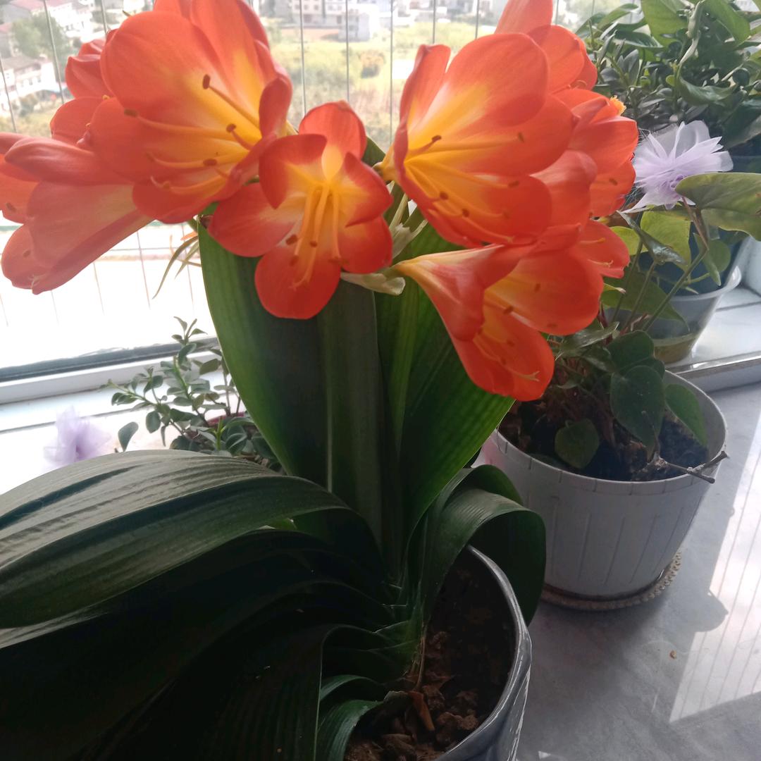 芳姐美食