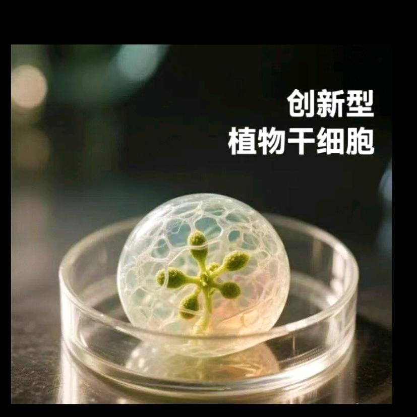 植物干细胞（中国区总代）