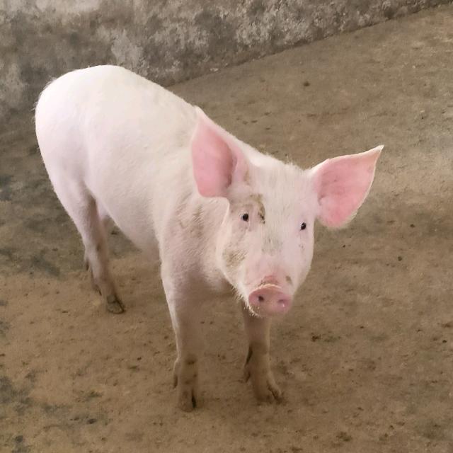 清蒸腿毛