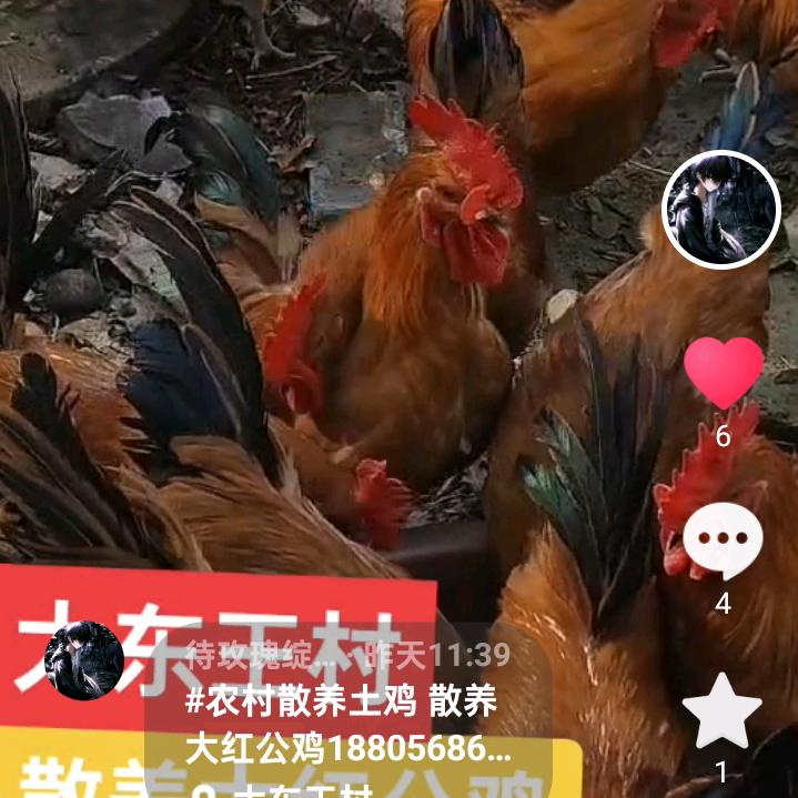 散养大红土公鸡批发零售