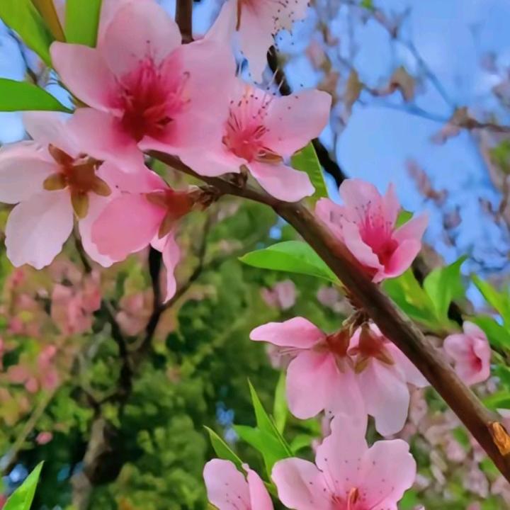 学姐