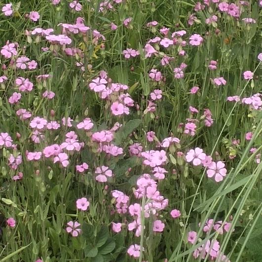 人美不算美，心美才是美