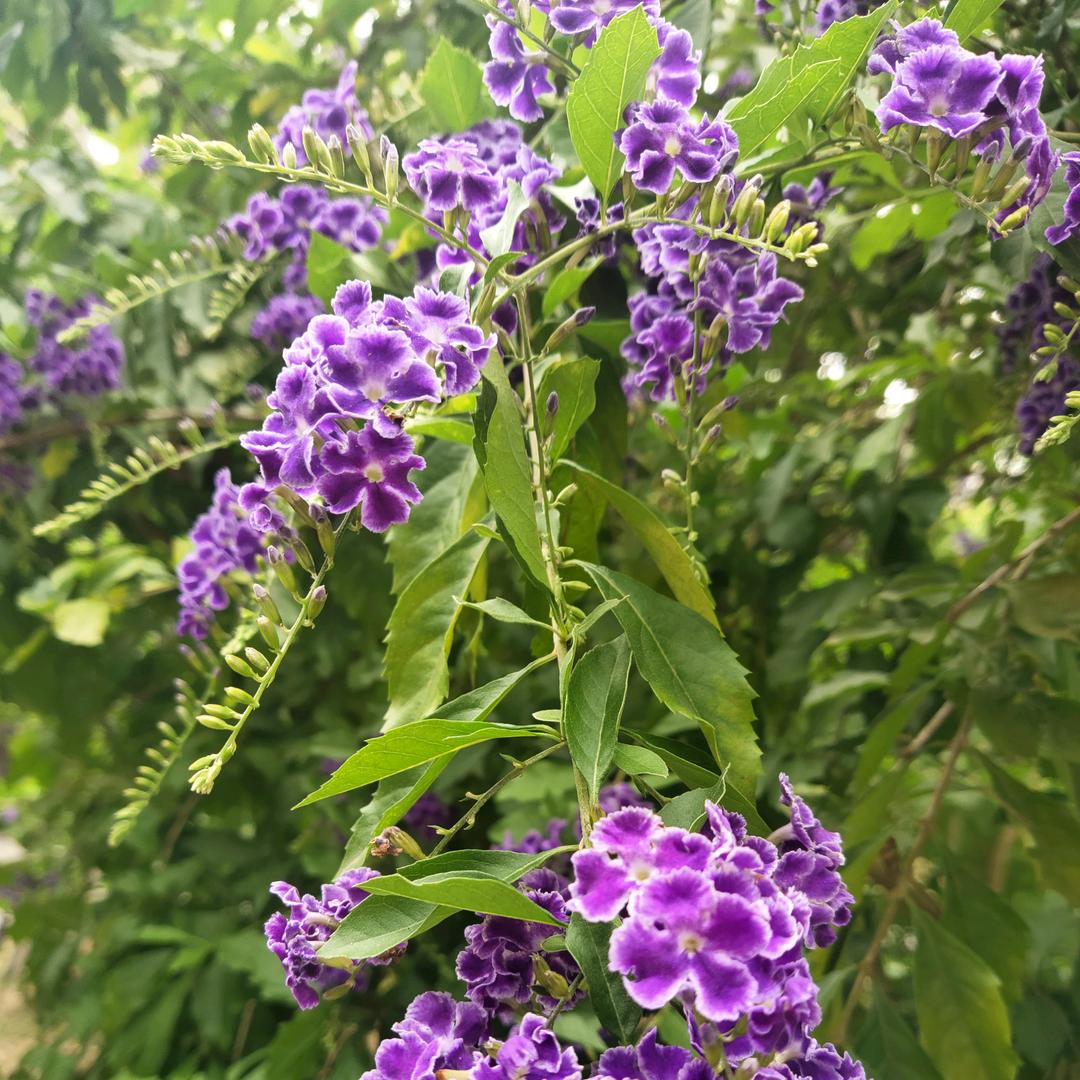 🍃冰封⥎回忆🍃