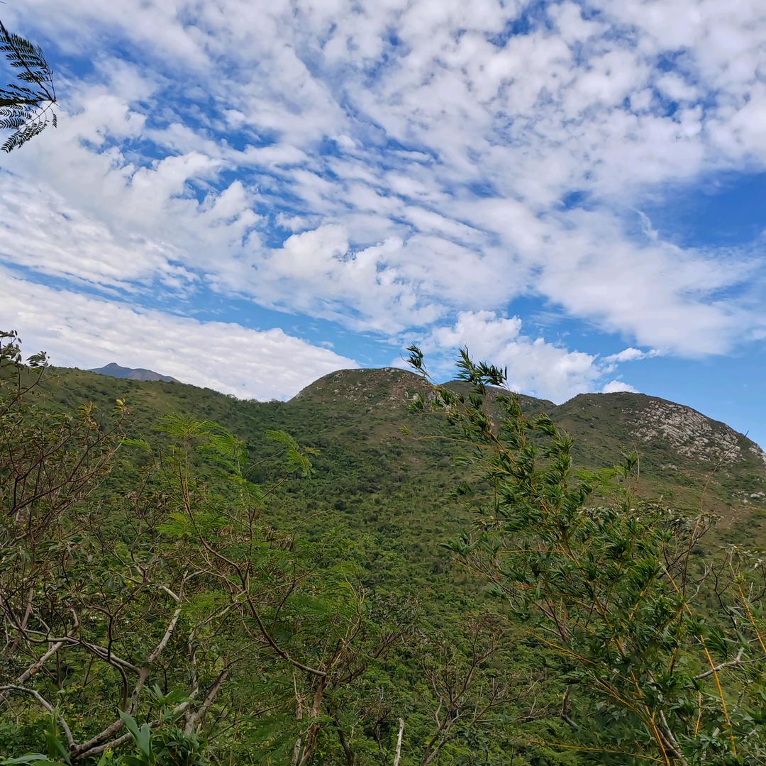 孙氏家禽批发零售