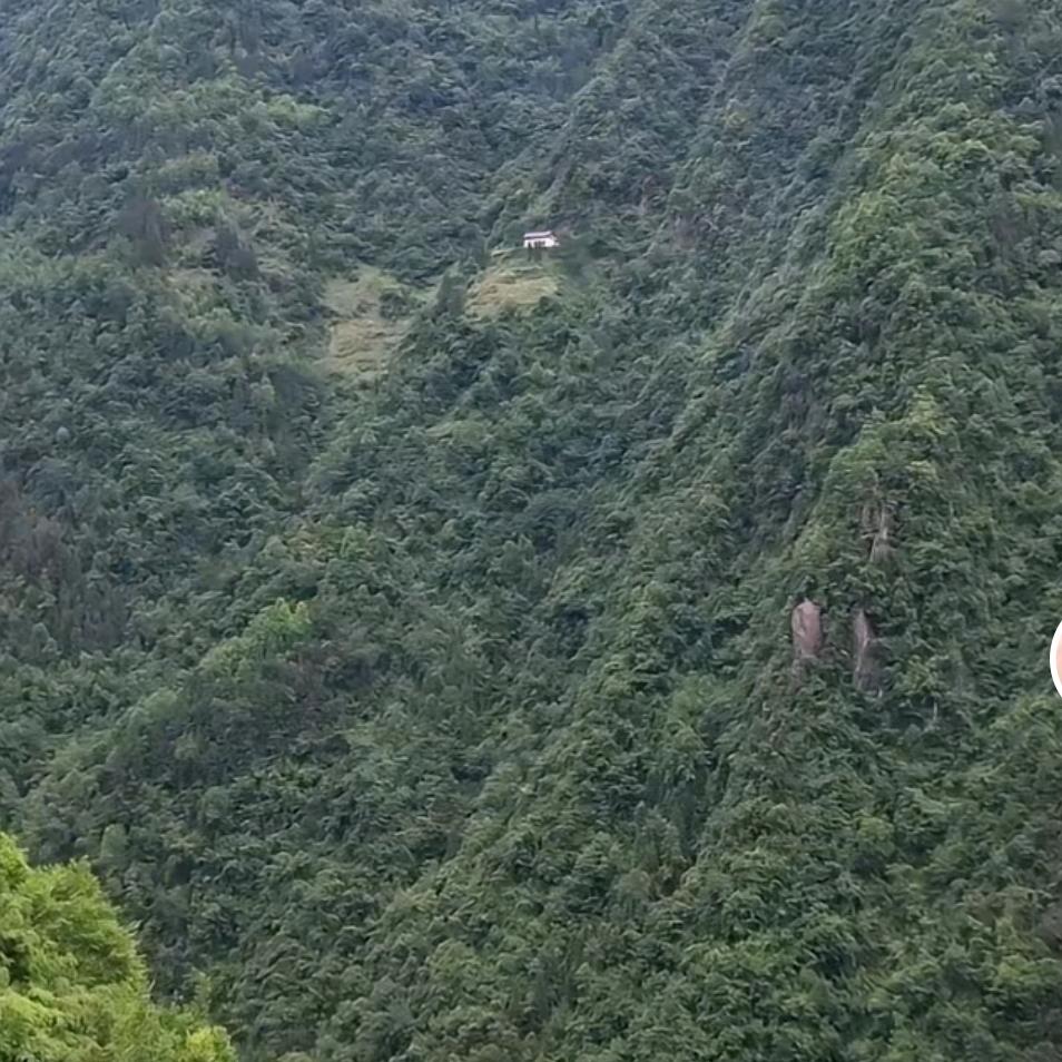 山间本草