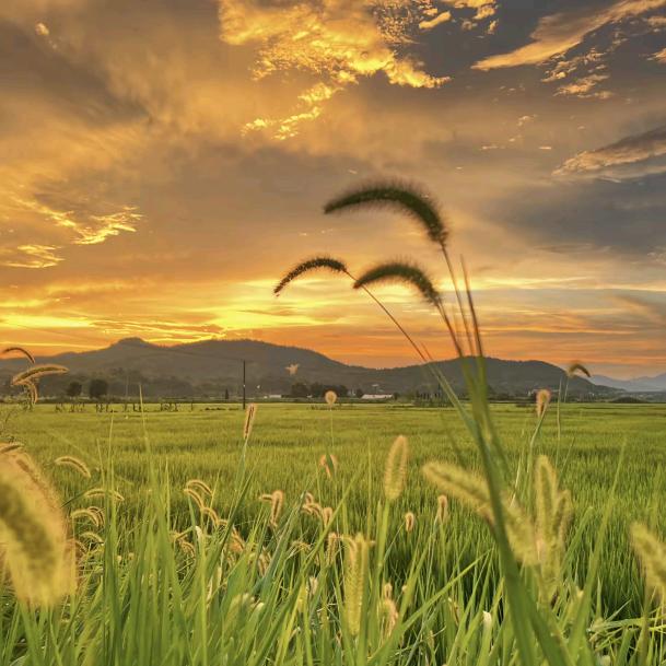🌹🌹小女子不才🌸🌸