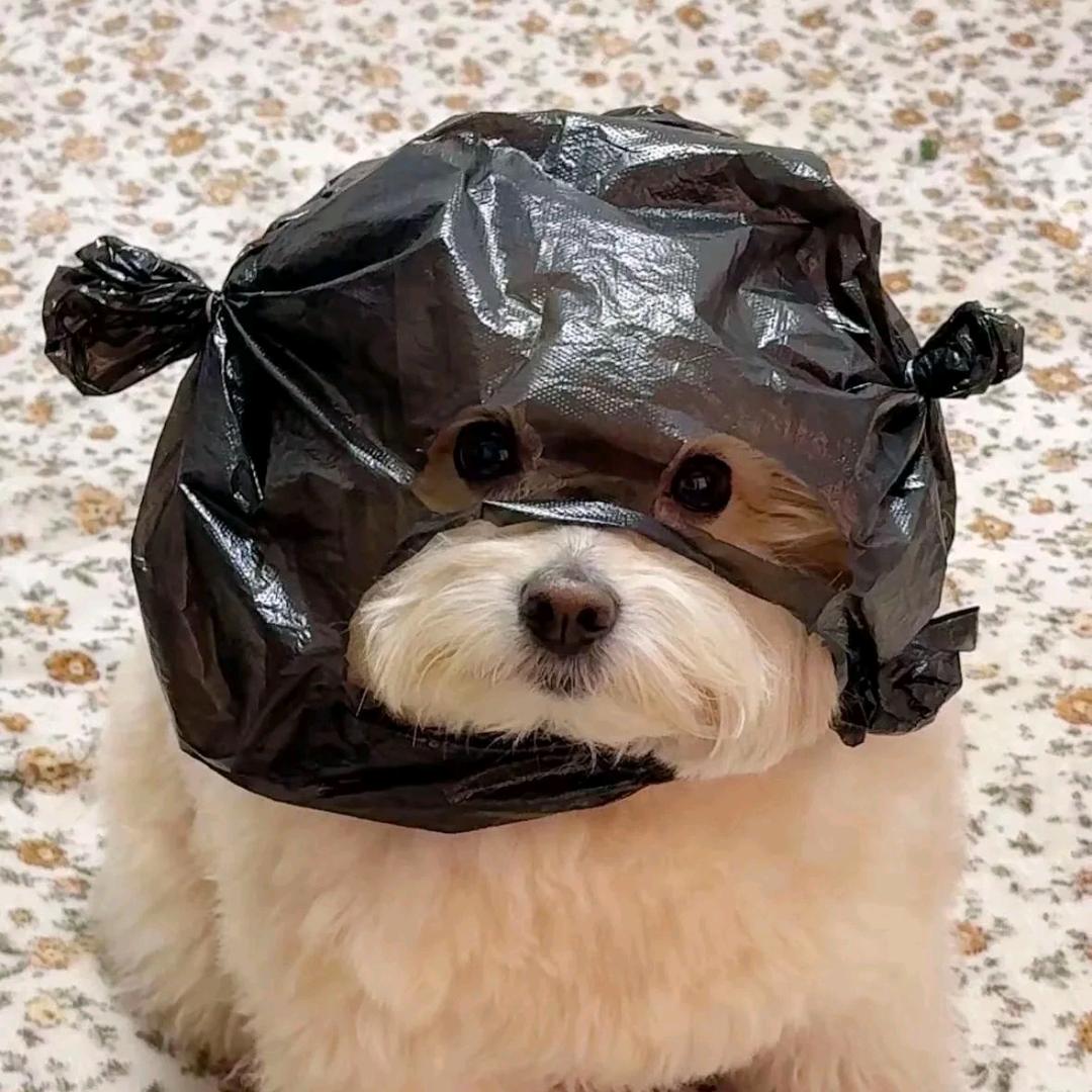 说点真话的小张