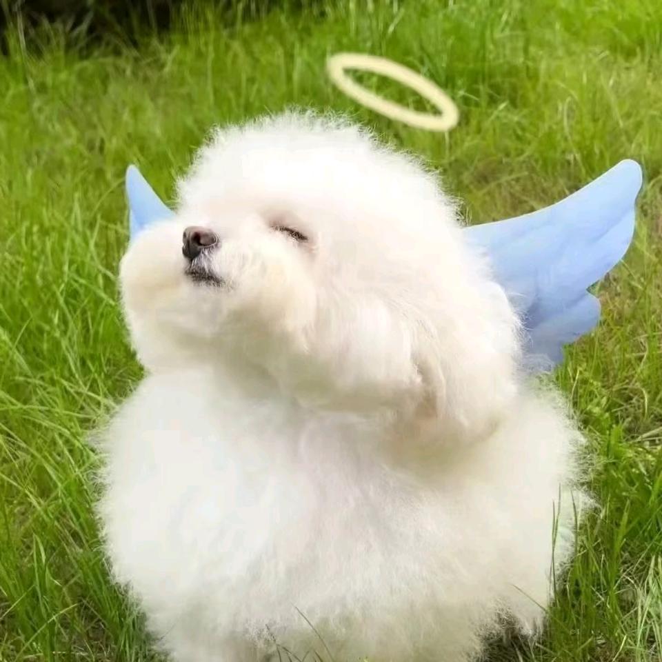 拾鲤