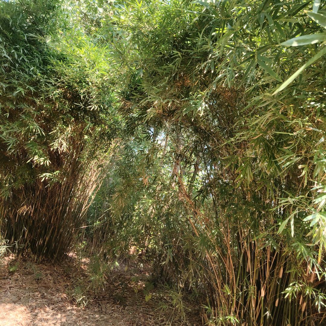 丽丽