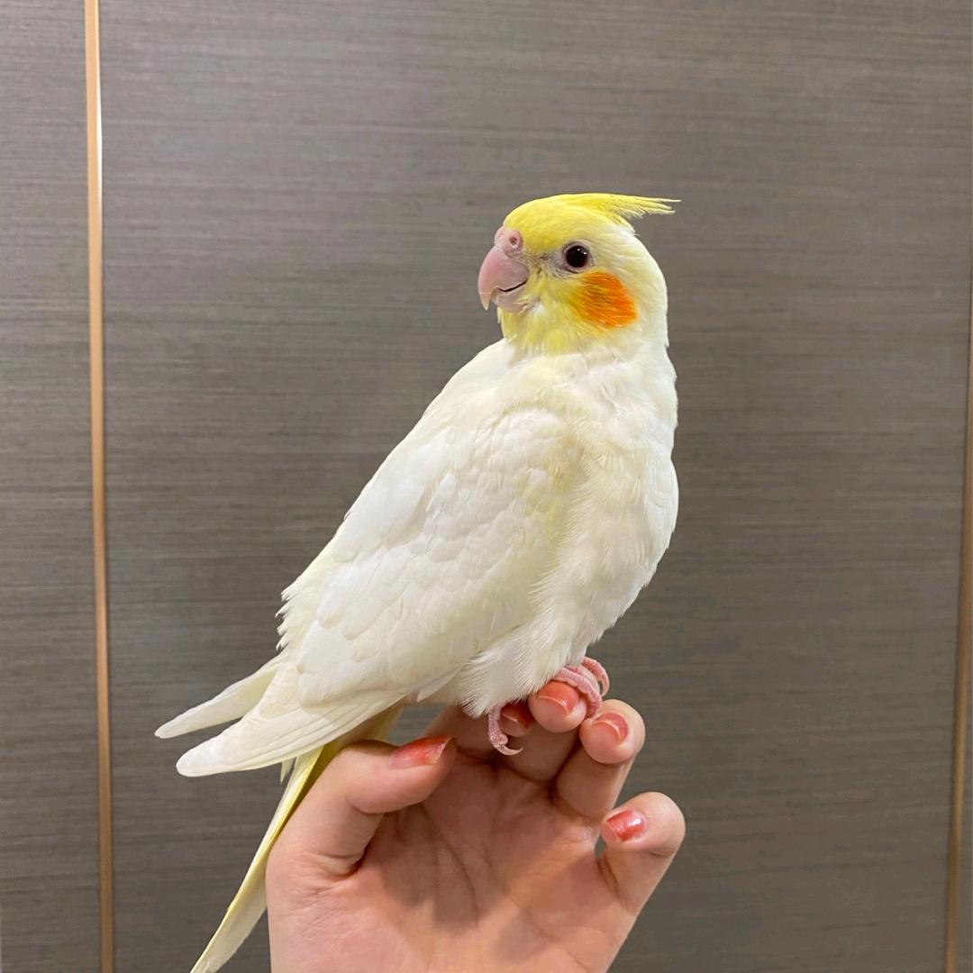 广州花鸟宠物店