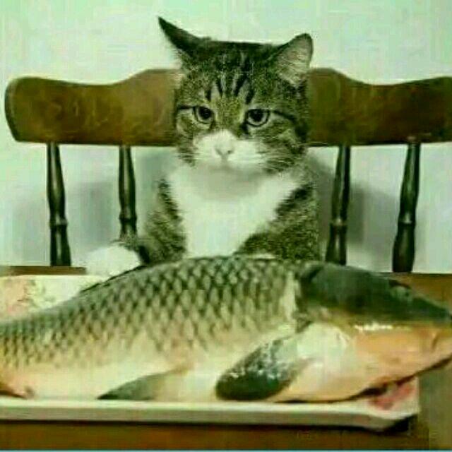 猫鱼