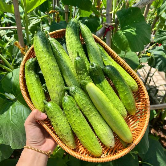 大金黄瓜种植🥒