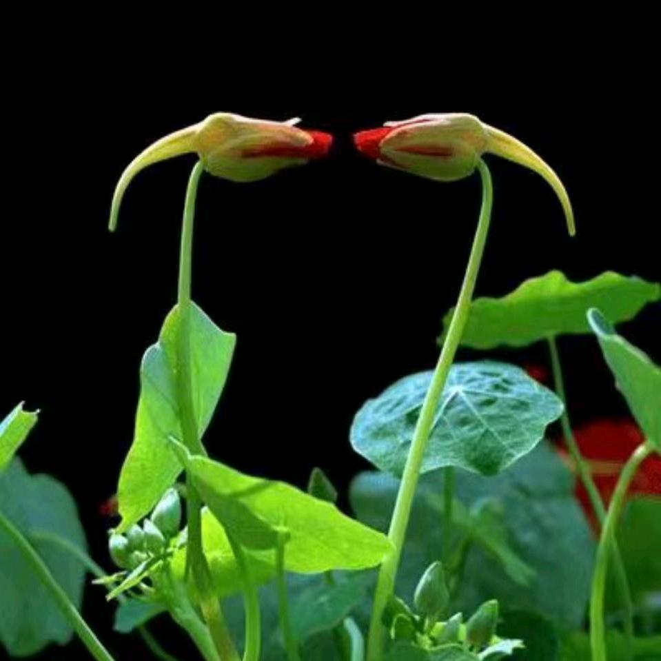 缘来是你(๑><๑）缘