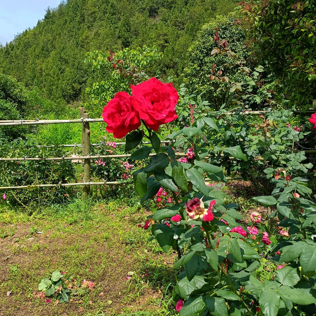 幸福到永久