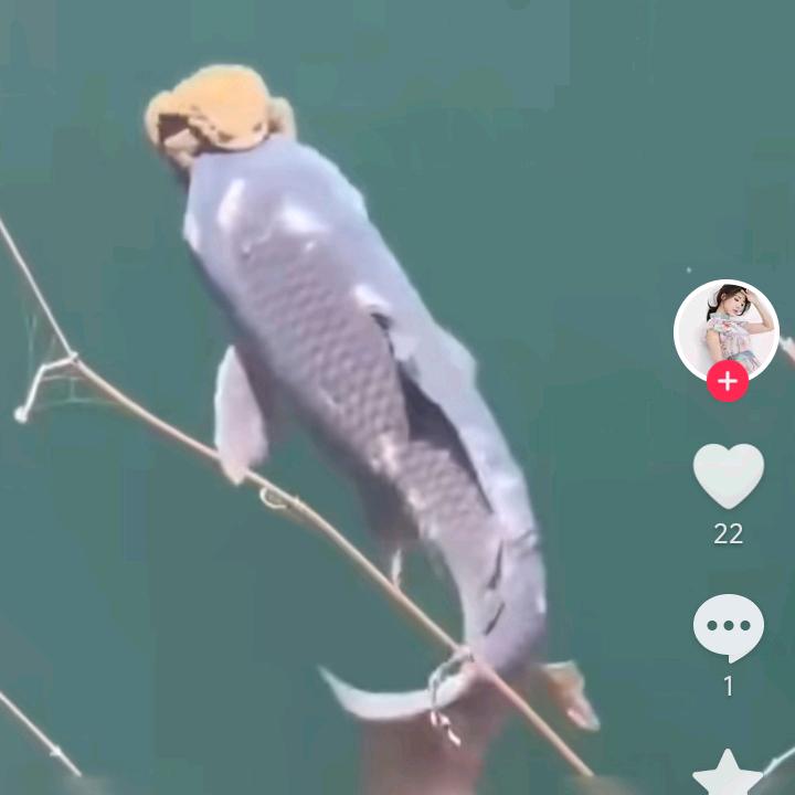 金蟾抱鱼，年年有余