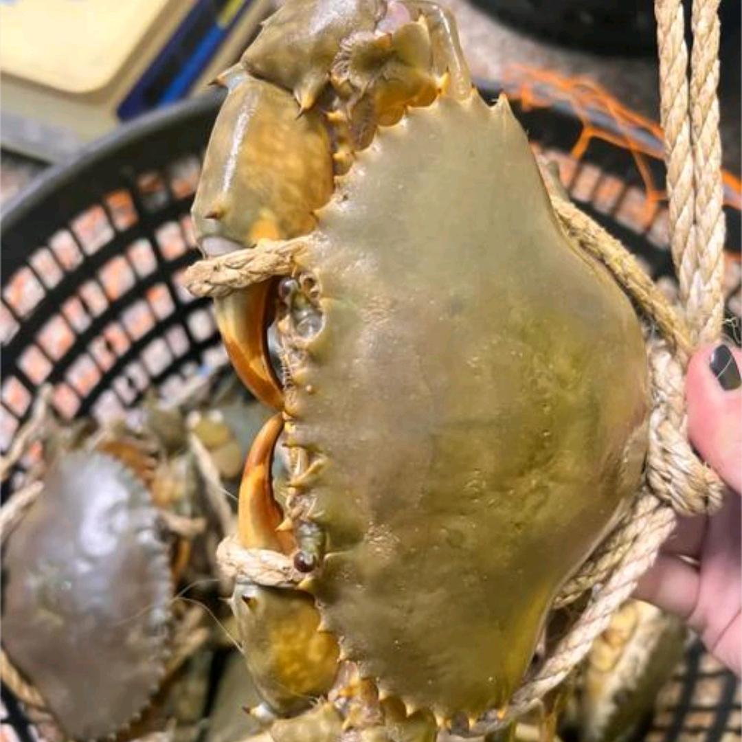 蝤蠓供应链