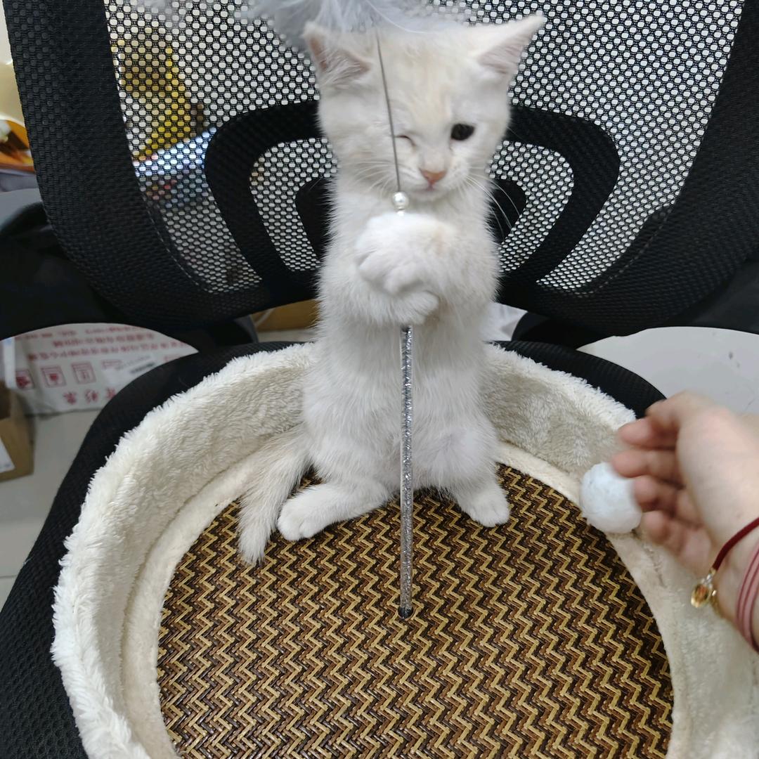 猫🐱三七