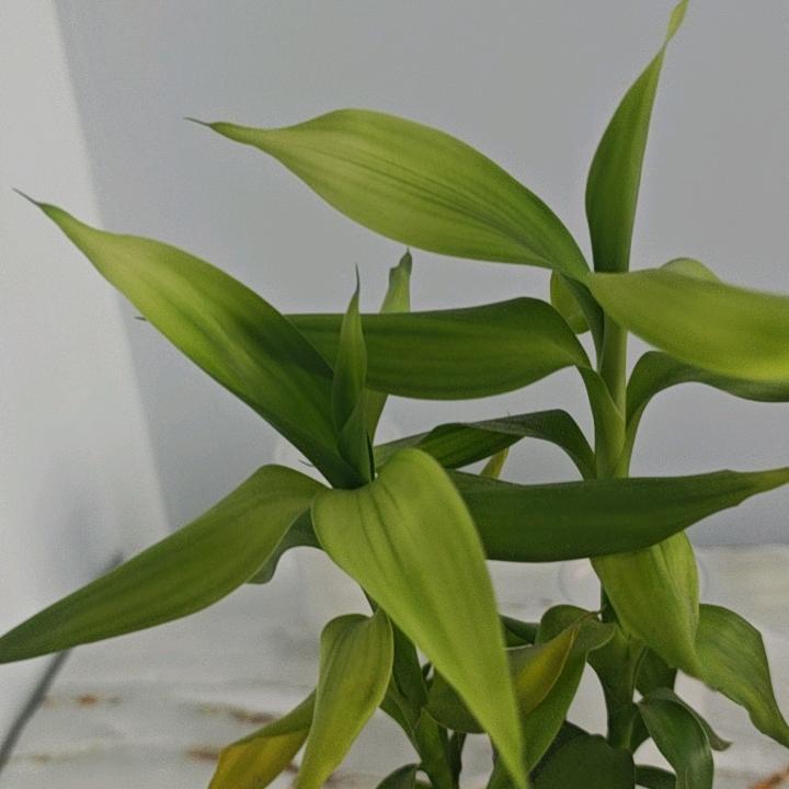 XIANG