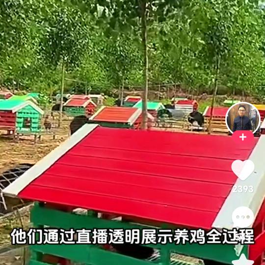 水田李子脱温鸡鸭鹅