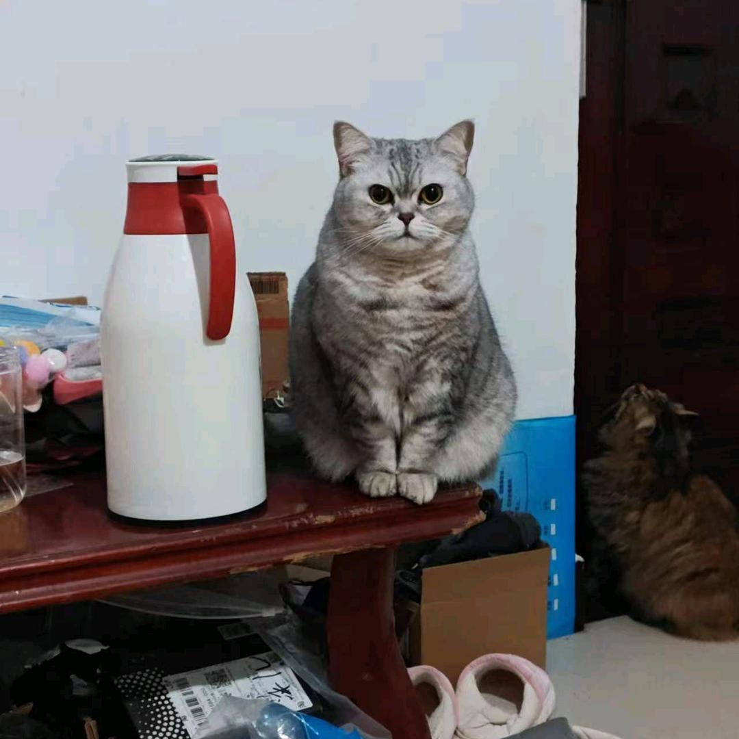 公主殿下是只猫🐱