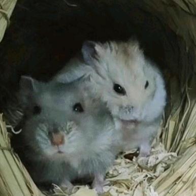 指示如下