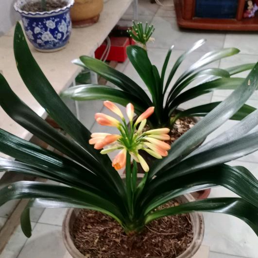 好运相伴 红红书屋