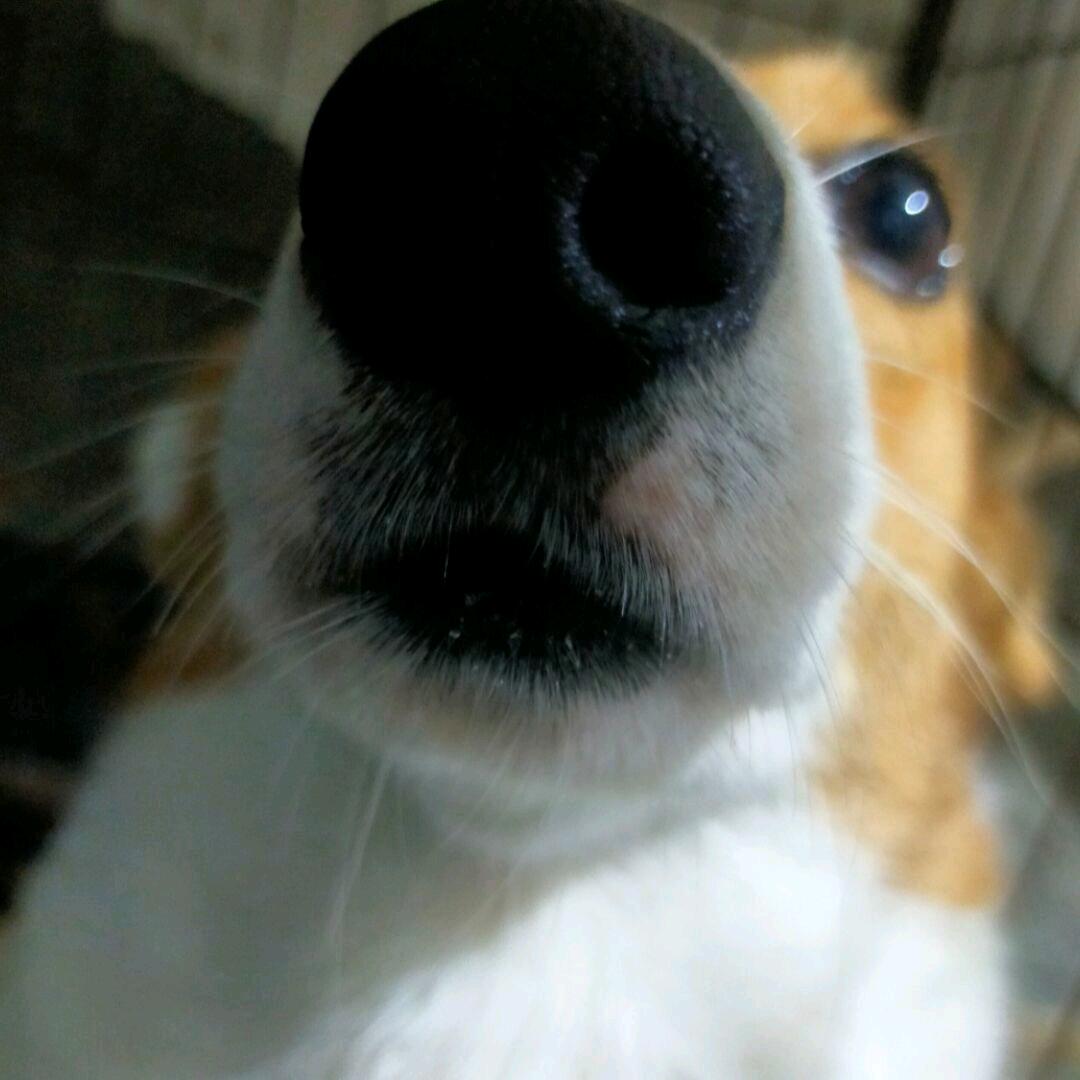 风间q