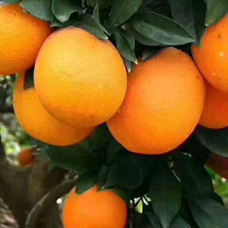 天天