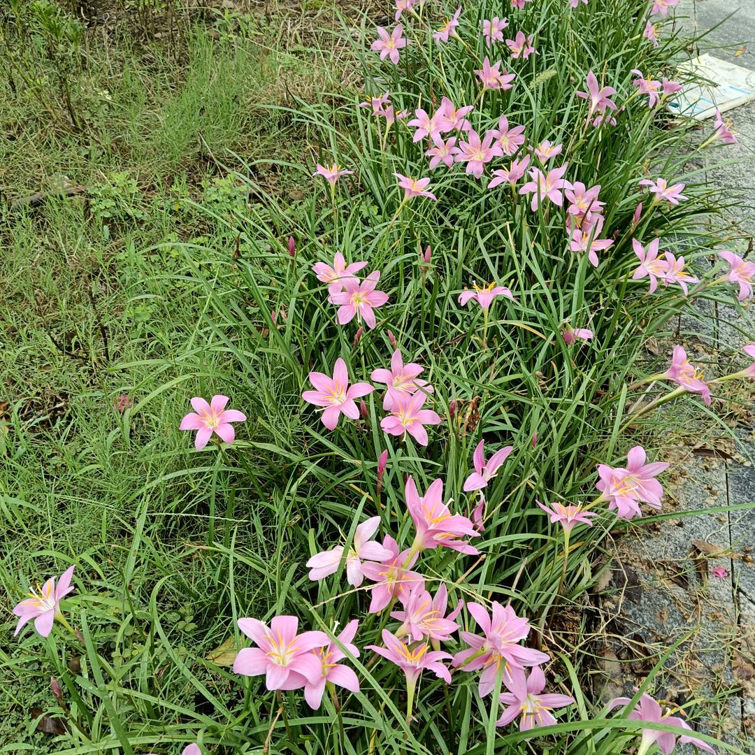 LT🌸