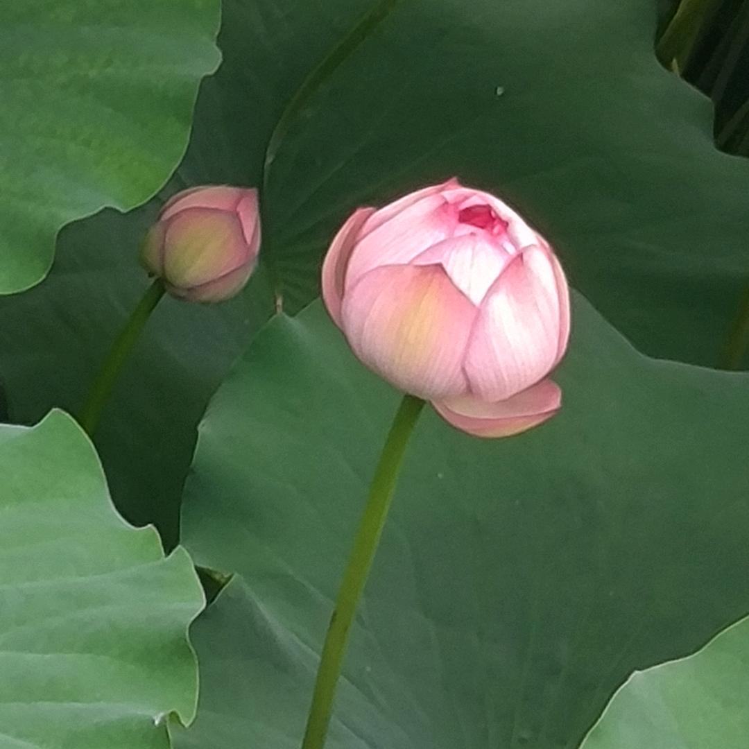 云下荷