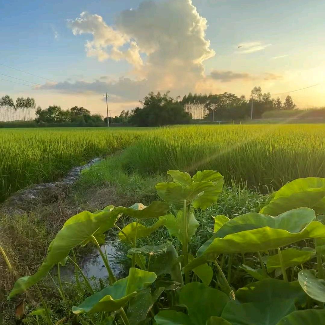 欢喜欢喜（御品顺行）