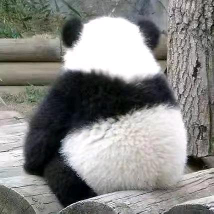 烟花易东